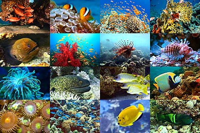 arrecife de coral cortesia de nature-pictures.org