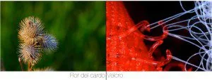 Flor de Cardo y Velcro — Ejemplo biomímesis — InnMentor